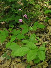 Cephalanthera rubra