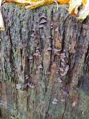 Hymenochaete rubiginosa