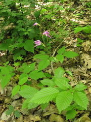 Cephalanthera rubra