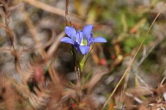 Gentiana autumnalis
