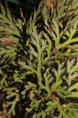 Selaginella erythropus
