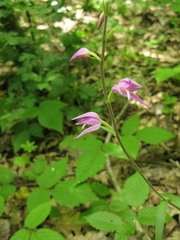 Cephalanthera rubra