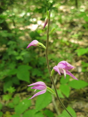 Cephalanthera rubra