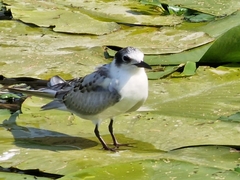 Chlidonias
