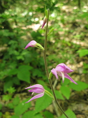 Cephalanthera rubra