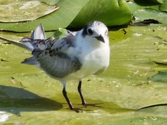 Chlidonias