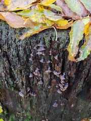 Hymenochaete rubiginosa