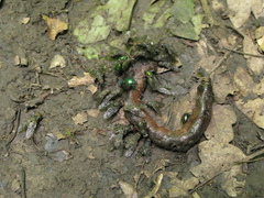 Platystoma