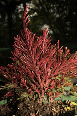 Selaginella erythropus