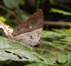 Archaeoprepona meander