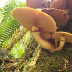 Gymnopilus ventricosus