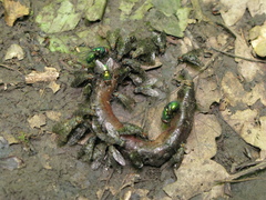 Platystoma