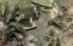 Platystoma
