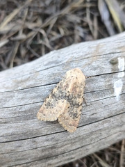 Polymixis argillaceago