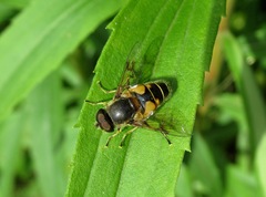 Eristalis horticola