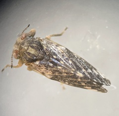 Pachypsylla celtidismamma