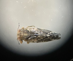 Pachypsylla celtidismamma
