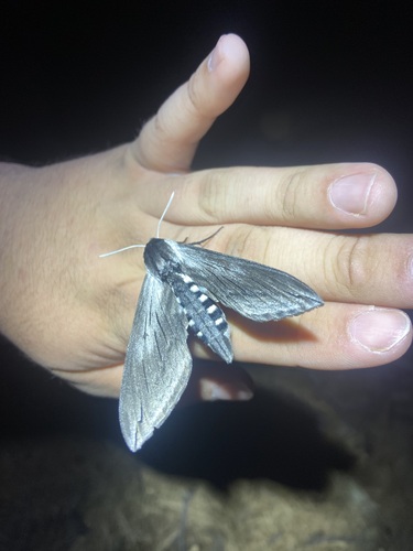 iNaturalist observation photo of Elegant Sphinx