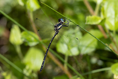 Eusynthemis nigra