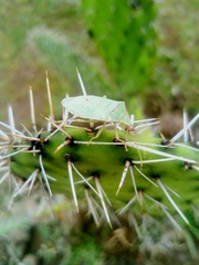 Chlorocoris