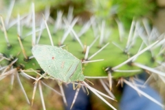 Chlorocoris