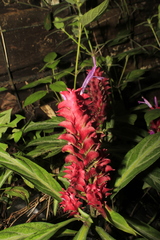 Justicia scheidweileri