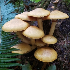 Gymnopilus ventricosus