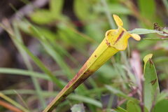 Sarracenia flava