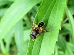 Eristalis horticola