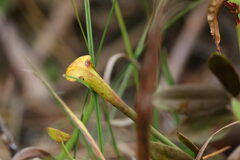 Sarracenia flava