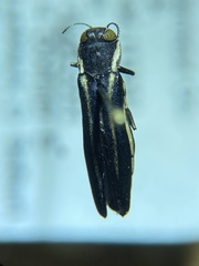 Agrilus bilineatus