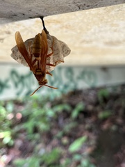 Polistes carnifex