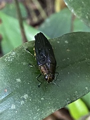 Chrysesthes tripunctata