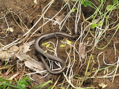 Anguis colchica