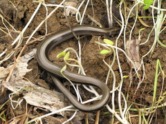 Anguis colchica