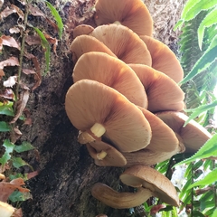 Gymnopilus ventricosus