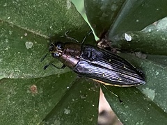 Chrysesthes tripunctata