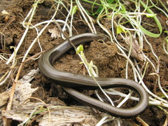 Anguis colchica