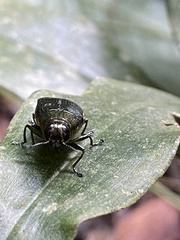 Chrysesthes tripunctata