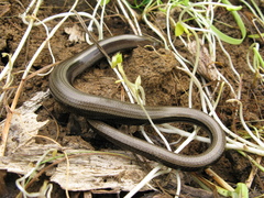 Anguis colchica