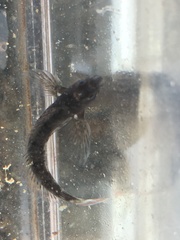 Coryphoblennius galerita