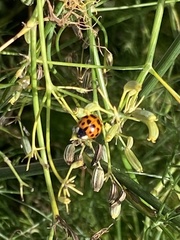 Harmonia axyridis