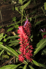 Justicia scheidweileri