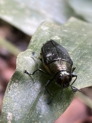 Chrysesthes tripunctata