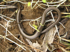 Anguis colchica