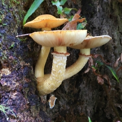 Gymnopilus ventricosus