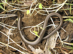 Anguis colchica