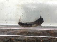 Coryphoblennius galerita