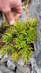 Aciphylla