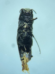 Agrilus subrobustus